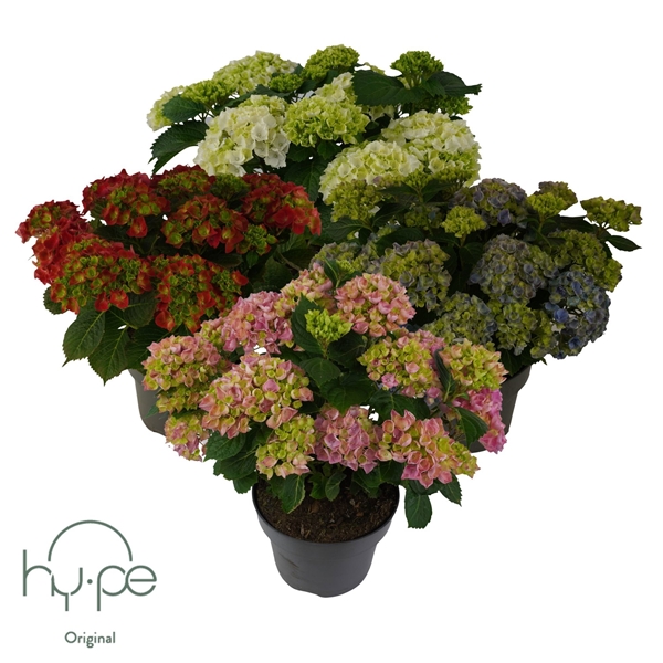 Hydrangea Macrophylla Mophead Mix 10+