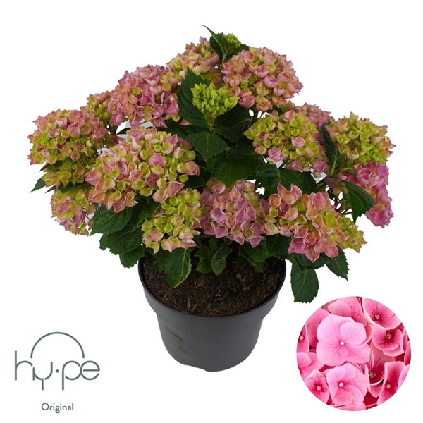 Hydrangea Macrophylla Mophead Pink 10+