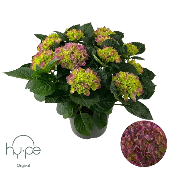 Hydrangea Macrophylla Mophead Purple 10+