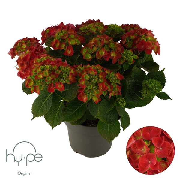 Hydrangea Macrophylla Mophead Red 10+