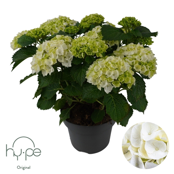 Hydrangea Macrophylla Mophead White 10+