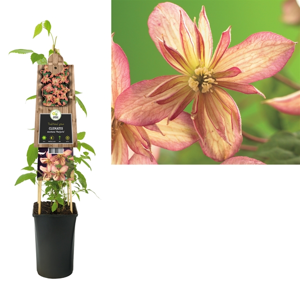 Clematis Montana Marjorie 3.0