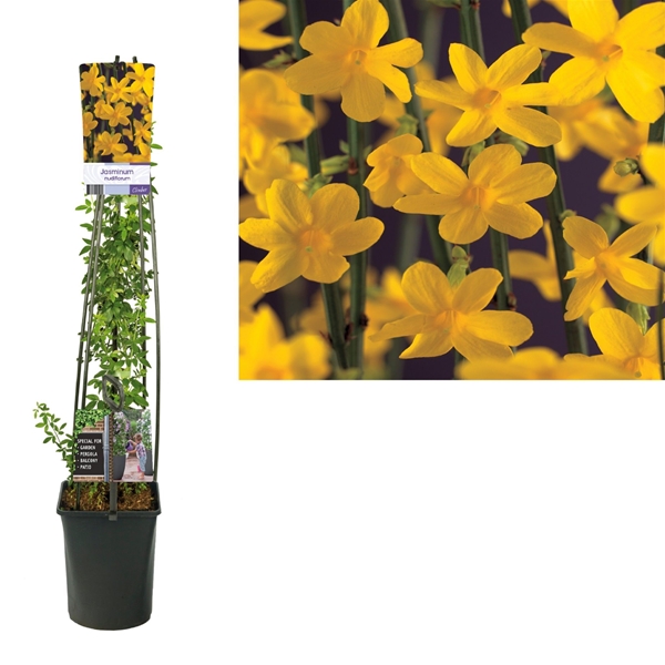 Jasminum Nudiflorum Light Label