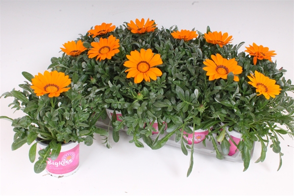 Gazania BigKiss Orange