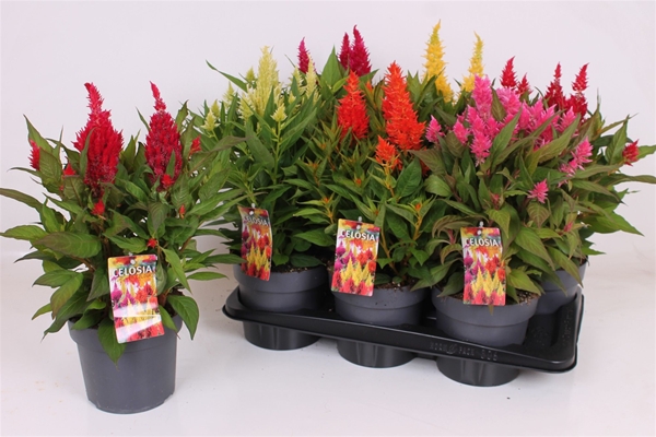 Celosia Mixtray