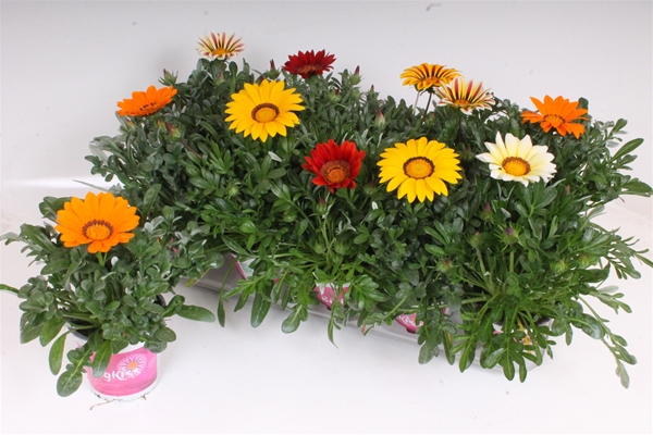 Gazania BigKiss Mixtray