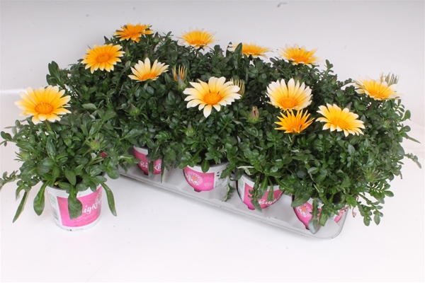Gazania Rigens Sunny Side Up