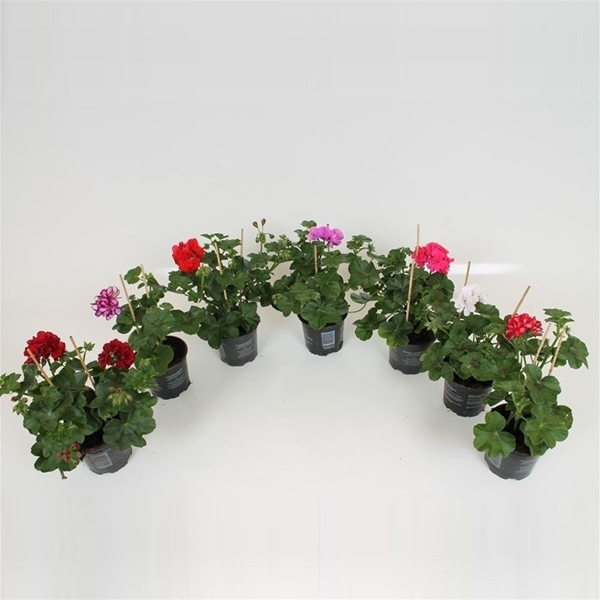 Pelargonium Peltatum Mix CC