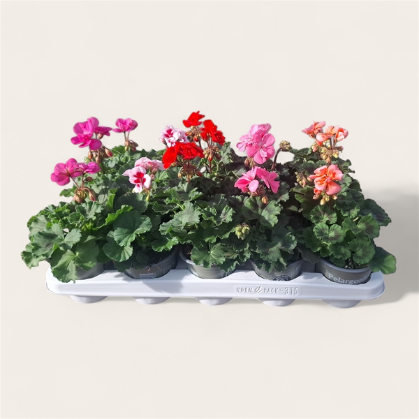 Pelargonium Zonale Mixlage