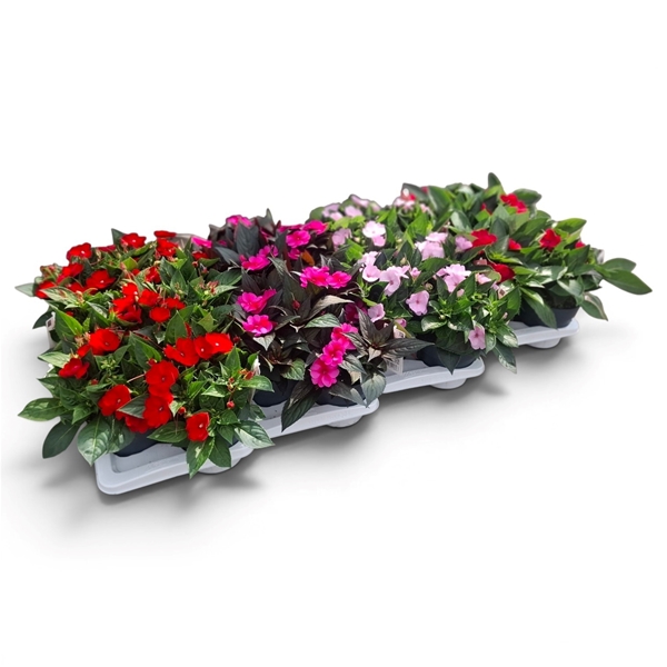 Impatiens Sunpatiens Mixlage