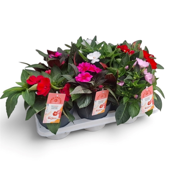 Impatiens Sunpatiens Mixtray