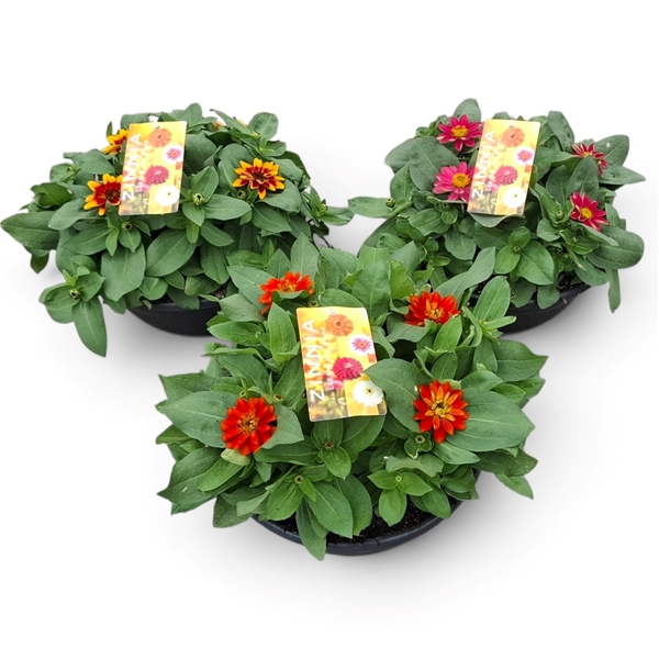 Zinnia Marylandica Schale Mixlage