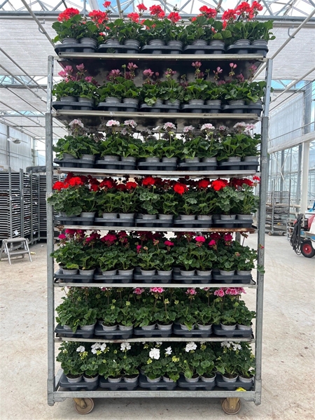Pelargonium Zonale Mix CC