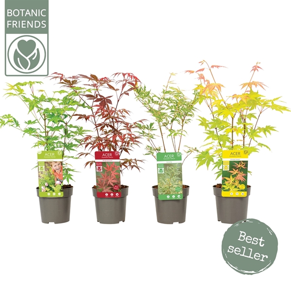 Acer Palmatum Mix