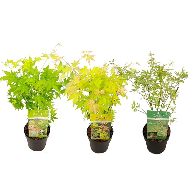 Acer Palmatum mix