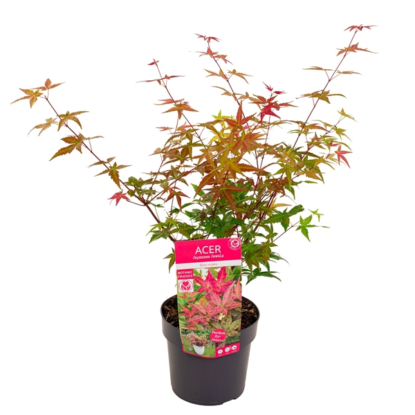 Acer palmatum Beni-maiko