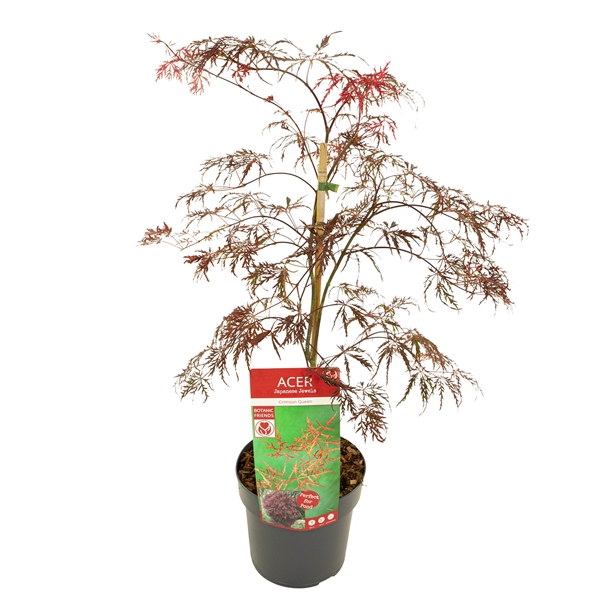 Acer Palmatum Crimson Queen