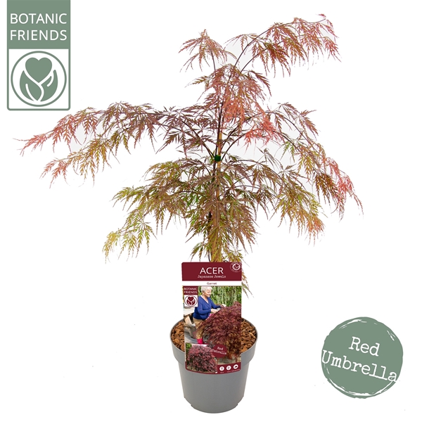 Acer Palmatum Garnet