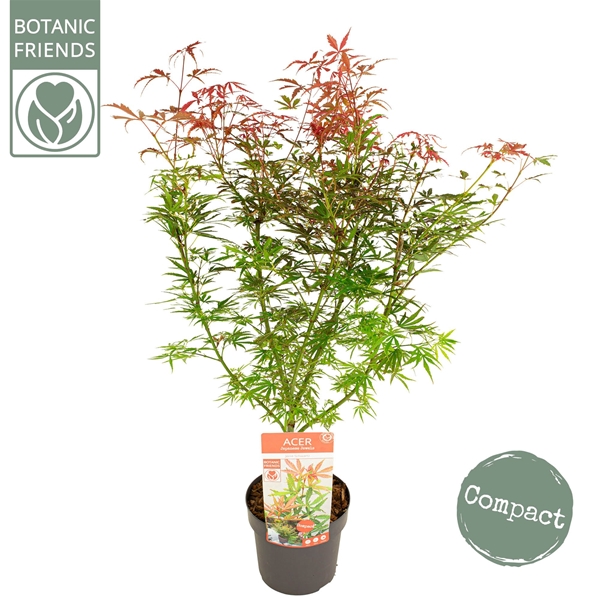 Acer Palmatum Jerre Schwartz