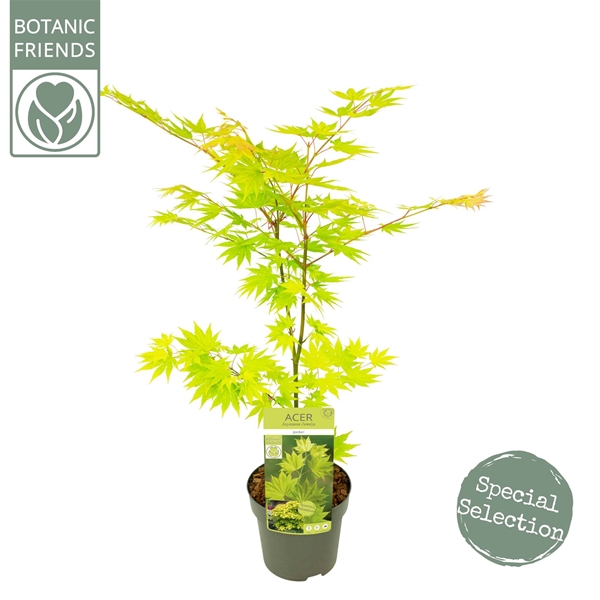 Acer Shirasawanum Jordan