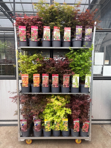 Acer Palmatum Mix CC