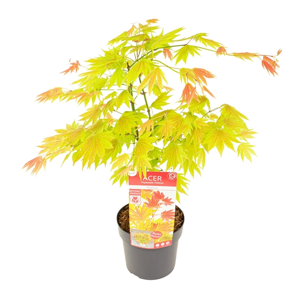 Acer Shirasawanum Moonrise
