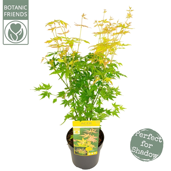 Acer Palmatum Orange Dream