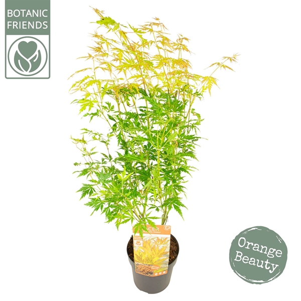 Acer Palmatum Orange Lace