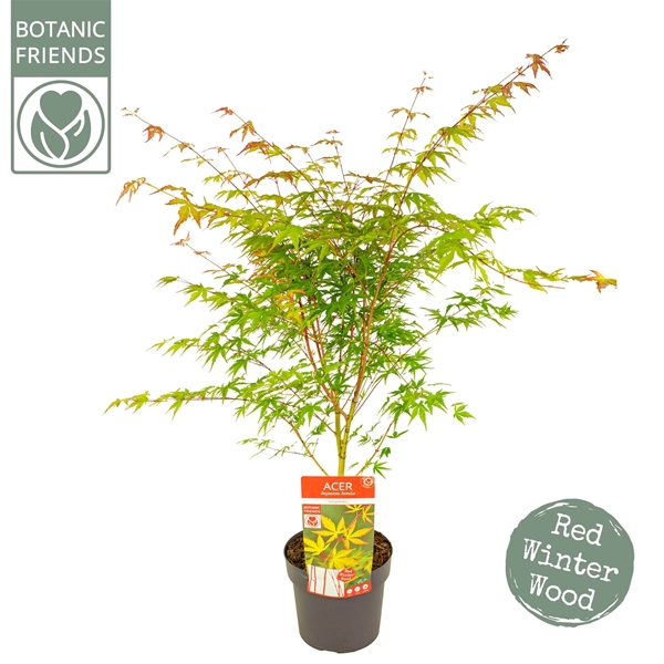 Acer Palmatum Sangokaku