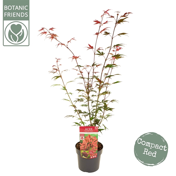 Acer Palmatum Shaina
