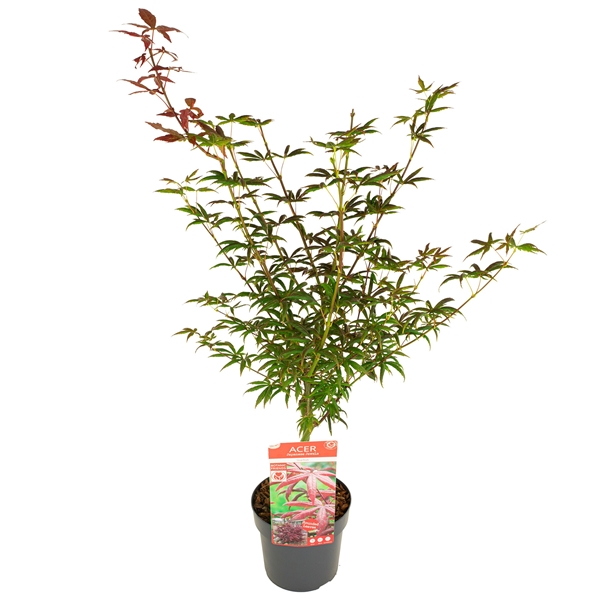 Acer Palmatum Starfish PREMIUM