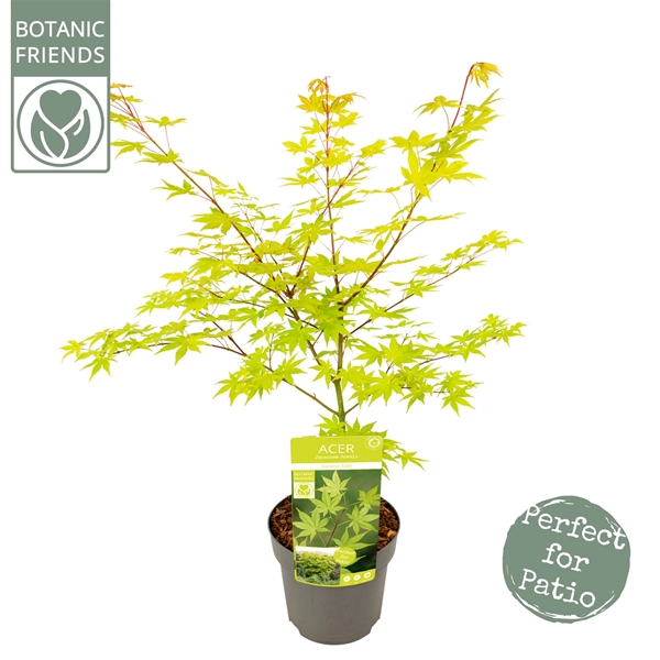 Acer Palmatum Summer Gold