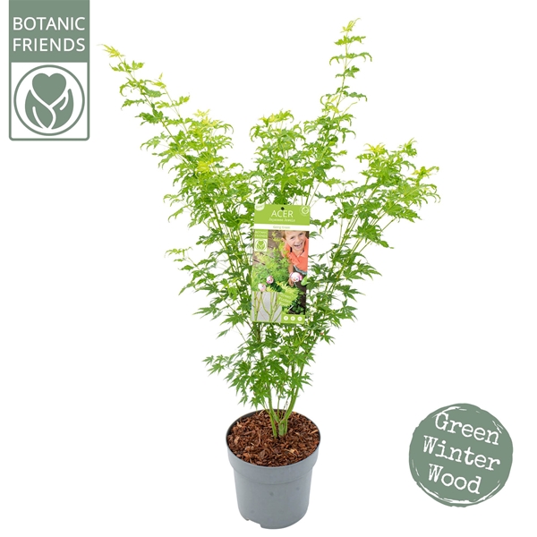 Acer Palmatum Going Green