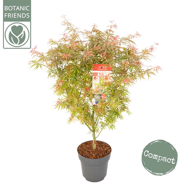 Acer Palmatum Jerre Schwartz