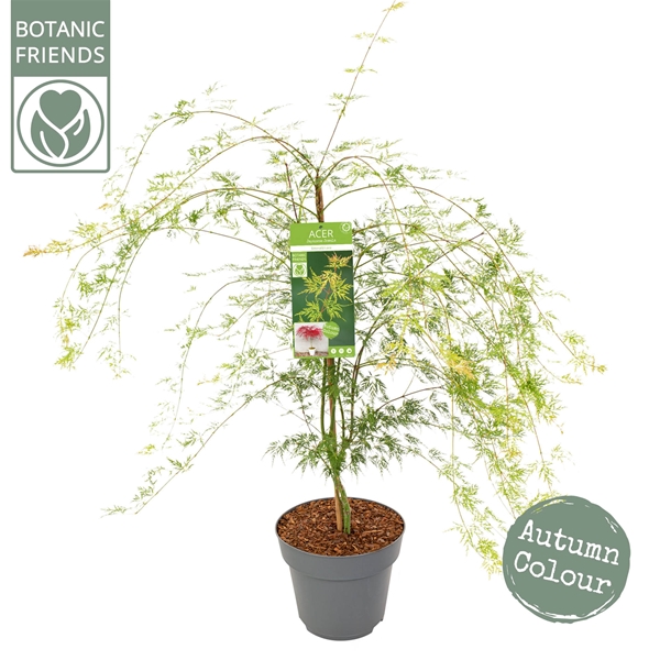 Acer Palmatum Emerald Lace