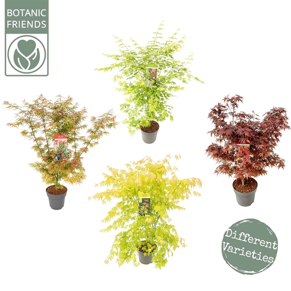 Acer Palmatum Mix CC