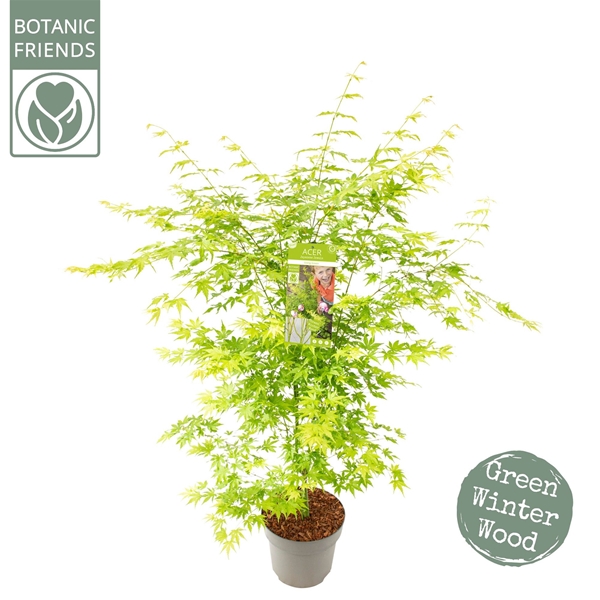 Acer Palmatum Going Green