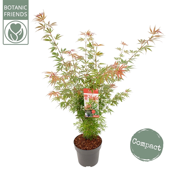Acer Palmatum Jerre Schwartz