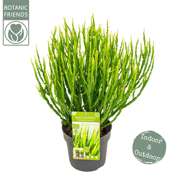 Baccharis Trimera