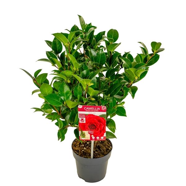 Camellia Japonica Black Lace Premium