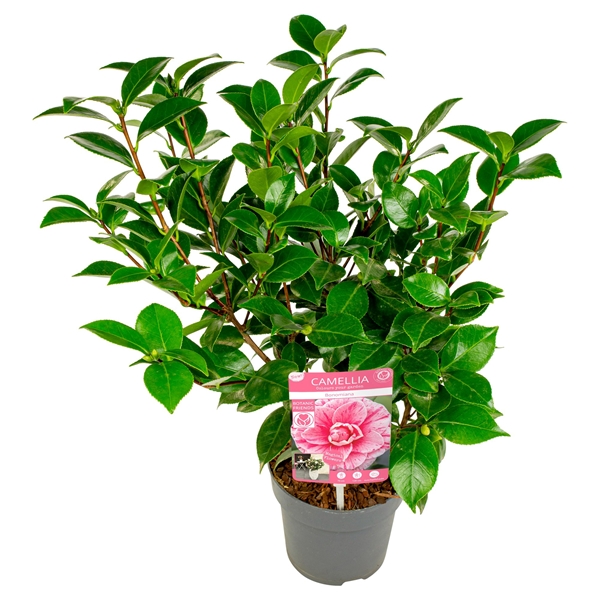 Camellia Japonica Bonomiana Premium