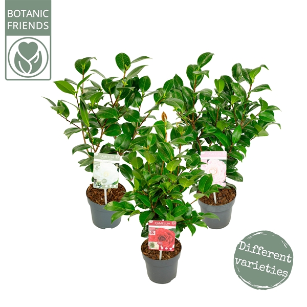 Camellia Japonica Mix