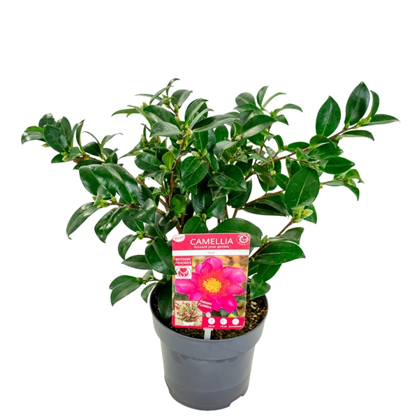 Camellia Sasanqua Red