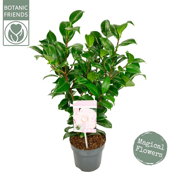 Camellia Japonica Nuccio's Cameo