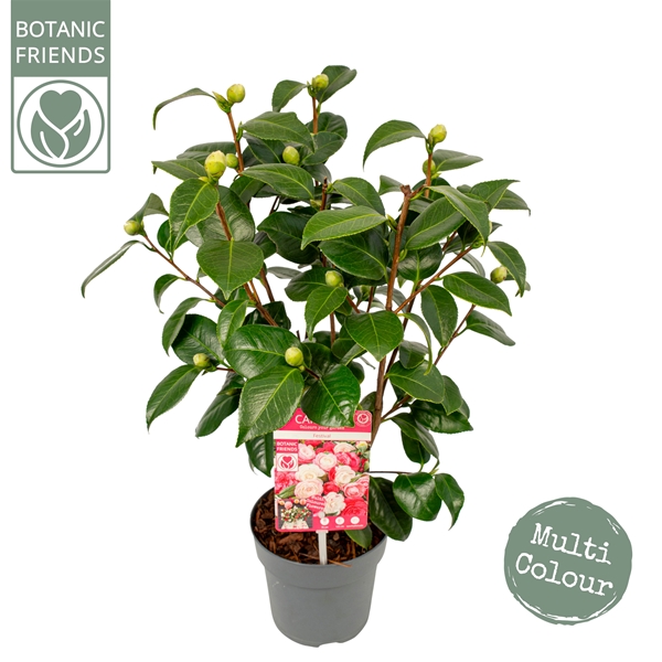 Camellia Japonica Winter Festival