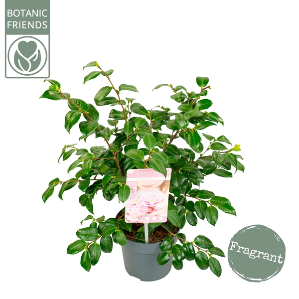 Camellia Winter Perfume Pink 
