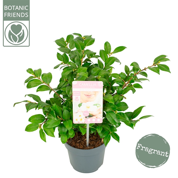 Camellia Japonica Winter Perfume Pearl