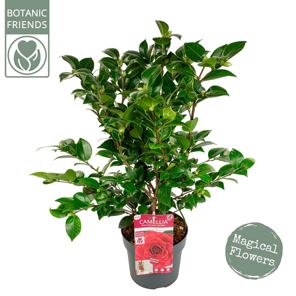 Camellia Japonica Black Lace