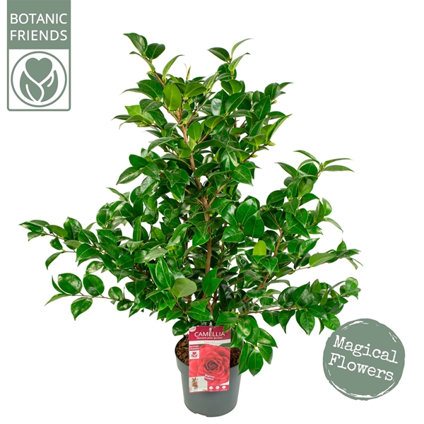 Camellia Japonica Black Lace Premium
