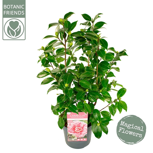 Camellia Japonica Bonomiana